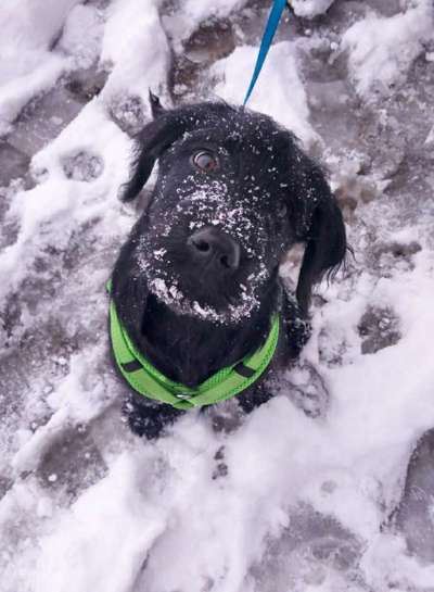 CHALLENGE NR. 19 - Der Hundeblick-Beitrag-Bild