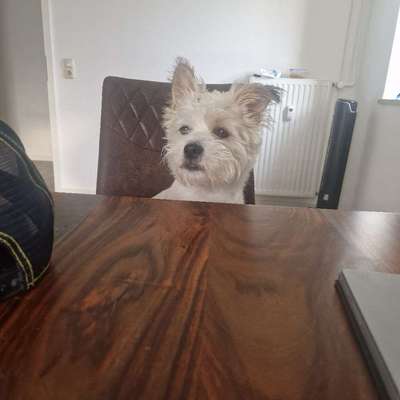 Hundetreffen-Spielkumpel gesucht ;)-Profilbild