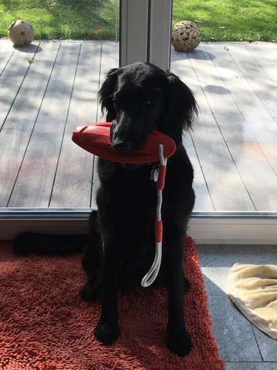 Flat Coated Retriever-Beitrag-Bild