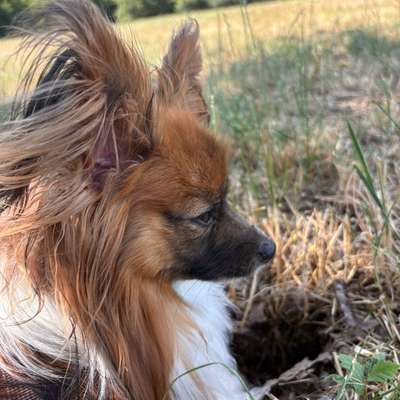 Hundetreffen-Gemeinsam spazieren. Spiel und Spaß mit den Hunden.-Bild