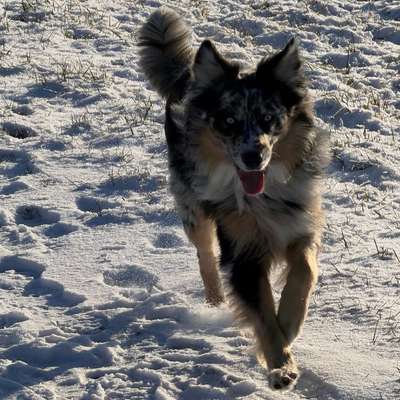 Hundetreffen-Earl Grey & Friends-Bild