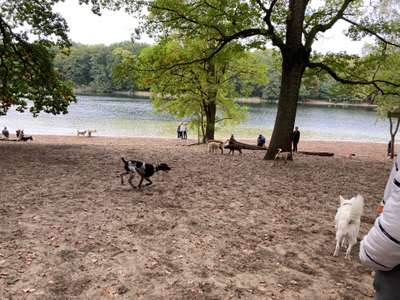 Hundeauslaufgebiet-Grunewaldsee-Bild