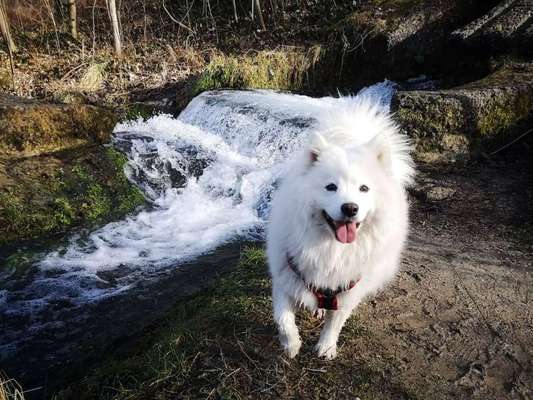 Dogorama-Monats-Challenge-Mai "Wasser"-Beitrag-Bild