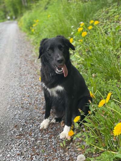 Gibt's hier noch mehr Border Collies???-Beitrag-Bild