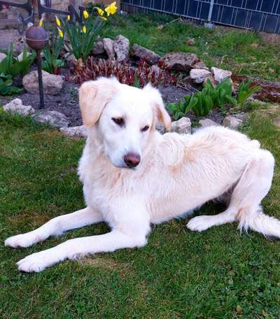 Auslandstierschutz-Beitrag-Bild