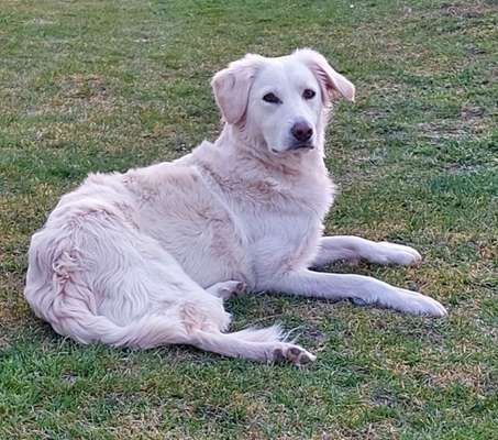 Auslandstierschutz-Beitrag-Bild