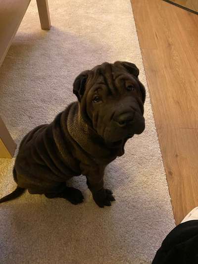 Welpen Bilder !-Beitrag-Bild