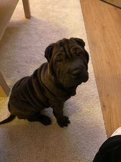 Welpen Bilder !-Beitrag-Bild