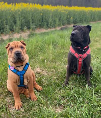 Seltene Rassen!-Beitrag-Bild