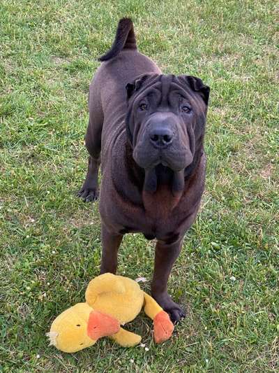 Seltene Rassen!-Beitrag-Bild