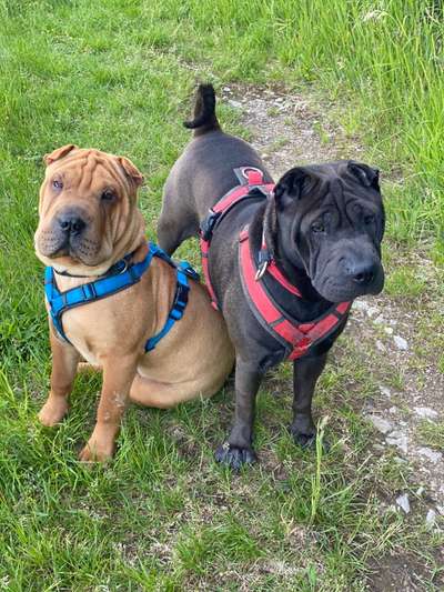 Doppelgänger gesucht !-Beitrag-Bild