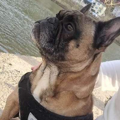 Hundetreffen-Hunde Treff-Bild