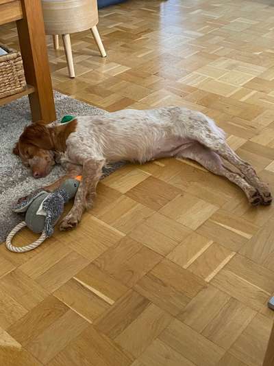 Fotosammlung: ,,Der natürliche Hund" Unbearbeitet, ungestellt und in Natura-Beitrag-Bild