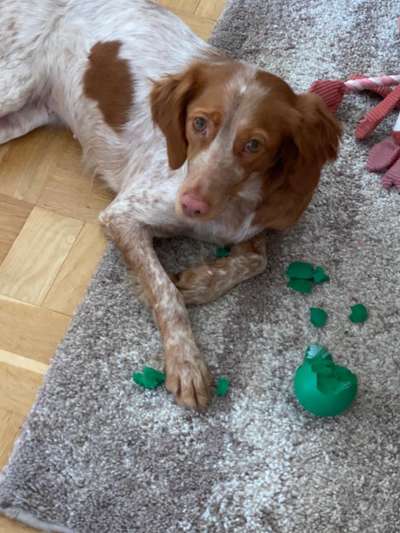 Fotosammlung: ,,Der natürliche Hund" Unbearbeitet, ungestellt und in Natura-Beitrag-Bild