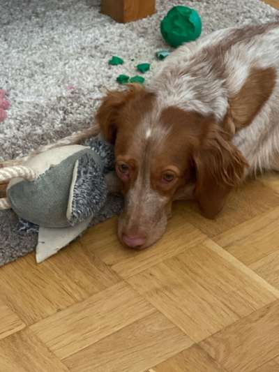 Fotosammlung: ,,Der natürliche Hund" Unbearbeitet, ungestellt und in Natura-Beitrag-Bild