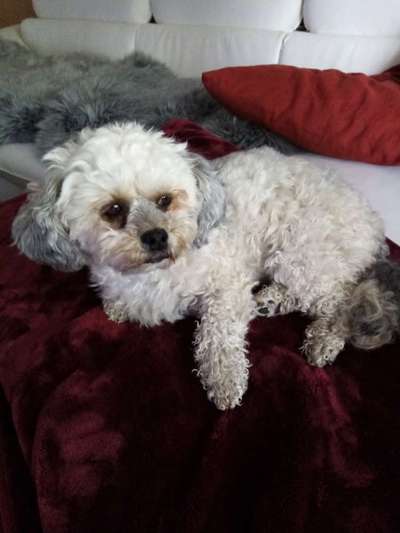 bolonka zwetna 😁-Beitrag-Bild