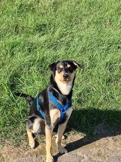 Mischlinge raten - Rätselspaß-Beitrag-Bild