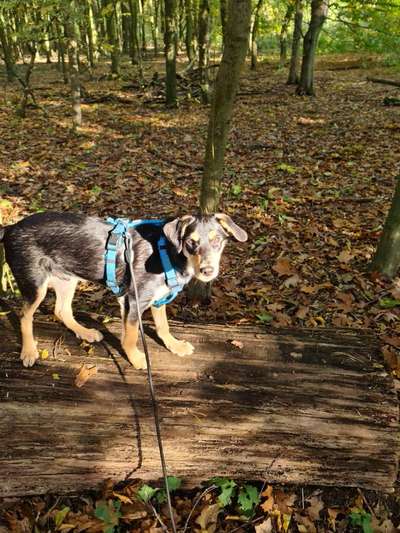 Mischlingshunde Foto Aufruf-Beitrag-Bild