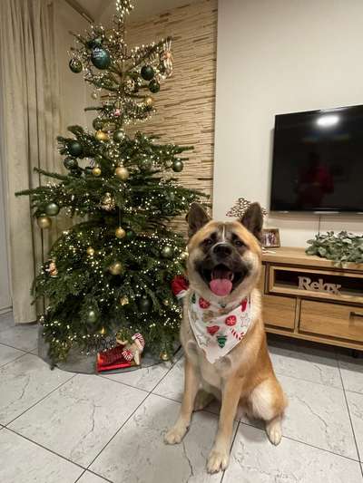 Hundetreffen-Eddy sucht einen Spielbuddy-Bild