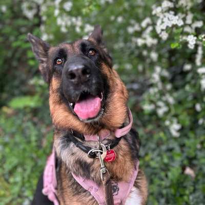 Hundetreffen-Ronja sucht spazier und Spiel Partner!-Bild