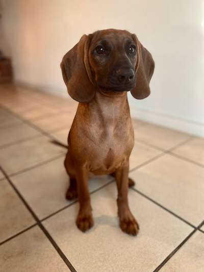 Bayerischer Gebirgsschweißhund-Beitrag-Bild