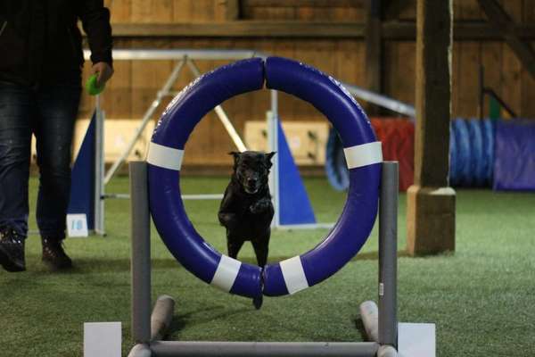 Hundetreffen-Agility - Training-Bild