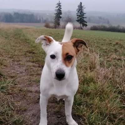 Hundetreffen-Gassi Runde - zeitlich flexibel-Bild