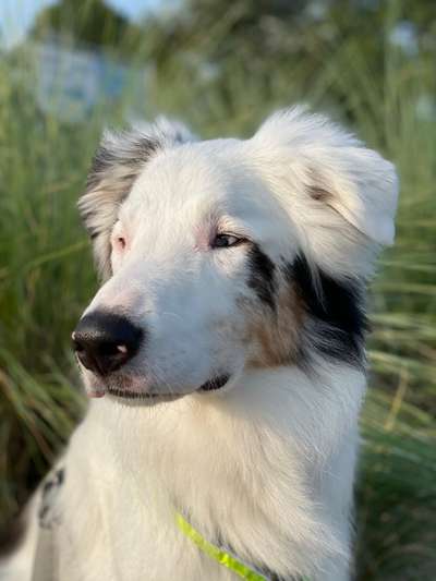 Die Dogorama Kalender Challenge Titelbild-Beitrag-Bild