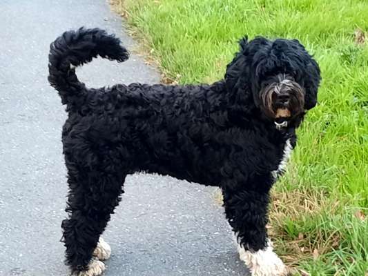 Seltene Rassen!-Beitrag-Bild