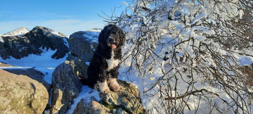 Dogorama Photo Challenge - Es wird nochmal kalt!-Beitrag-Bild