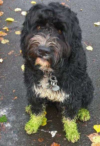 FOTOCHALLENGE 72 - Glücklicher Hund im Schmuddel-Look-Beitrag-Bild