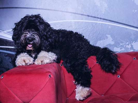 Dein Hund im Dogorama-Kalender 2021-Beitrag-Bild