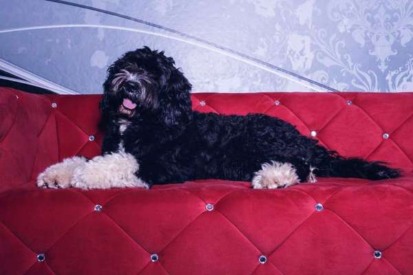 Seltene Rassen!-Beitrag-Bild