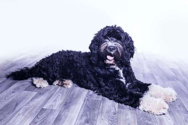 Seltene Rassen!-Beitrag-Bild