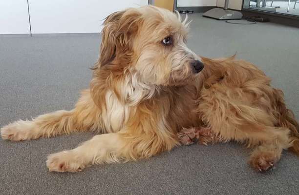 Gos d'Atura Català (Katalanischer Schäferhund)-Beitrag-Bild