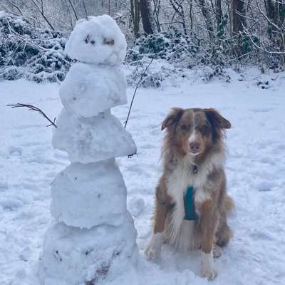 aktuelles Foto Gruppe Australian Shepherd