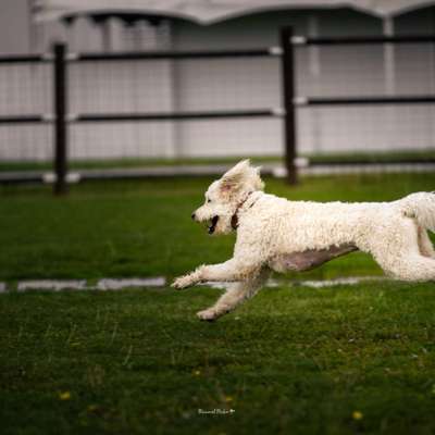 Hundetreffen-Spazier- und Spielbuddy Uttendorf und Umgebung gesucht-Bild