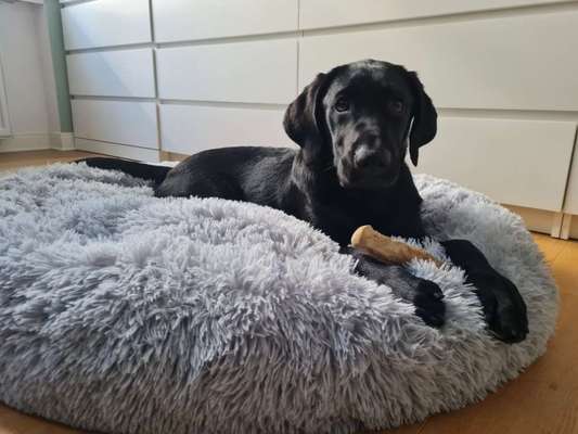 Hundetreffen-Spielfreunde für jungen Labrador gesucht-Bild