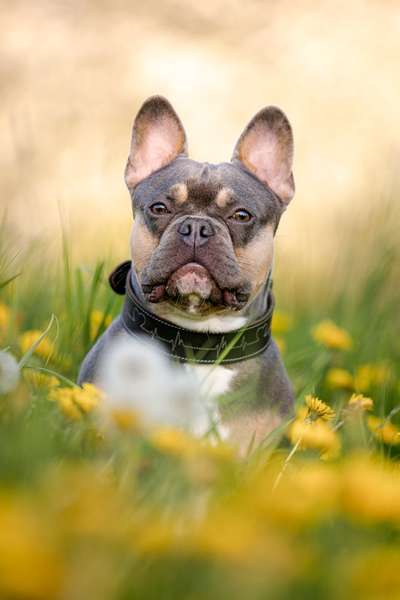 Französische Bulldoggen-Beitrag-Bild