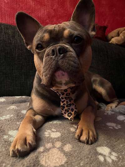 Fotochallange nr. 106
Der geschmückte Hund.-Beitrag-Bild