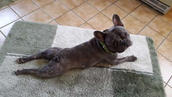 Reinrassige Hunde?-Beitrag-Bild