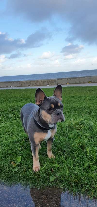 Dogorama Photo Challenge - Tierischer Urlaub-Beitrag-Bild