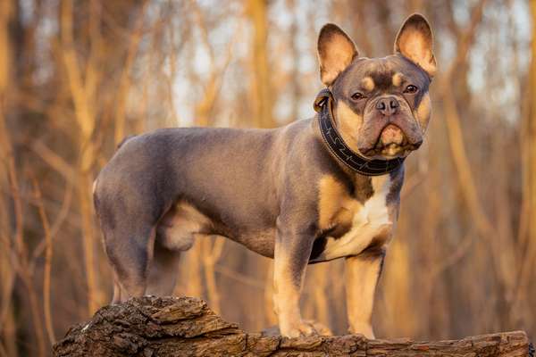 Französische Bulldoggen-Beitrag-Bild
