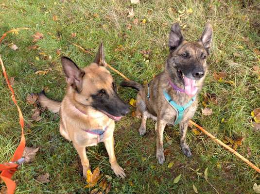 Hundetreffen-Suche Leute zum Laufen ohne Hunde-Rassendiskriminierung-Bild