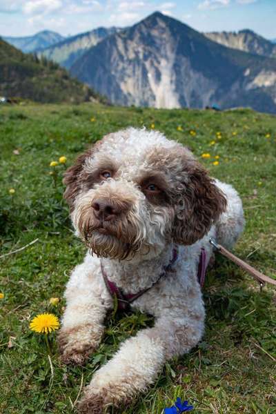 Die Dogorama Monats Challenge "Es grünt und blüht"-Beitrag-Bild