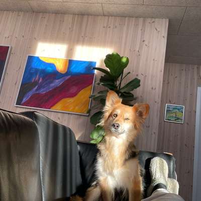 Hundetreffen-Hundesitting gesucht-Bild