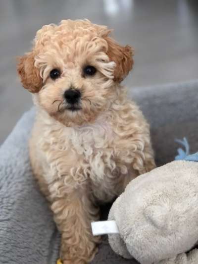 Welpen Bilder !-Beitrag-Bild