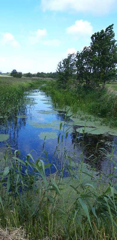 Die wunderschöne Welt mit Hund.-Beitrag-Bild