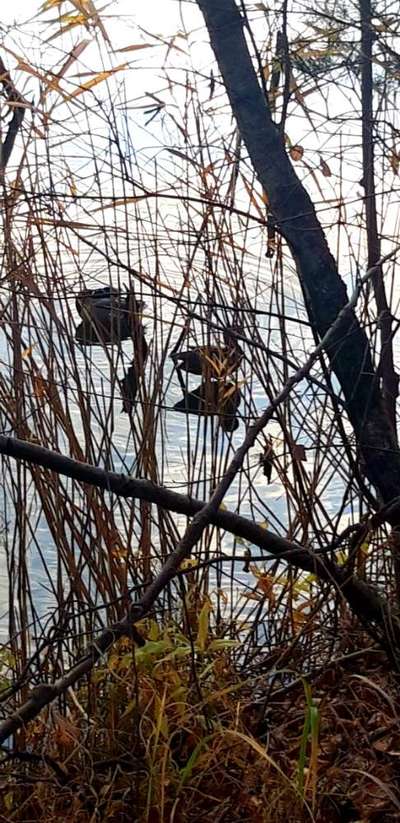 Die wunderschöne Welt mit Hund.-Beitrag-Bild