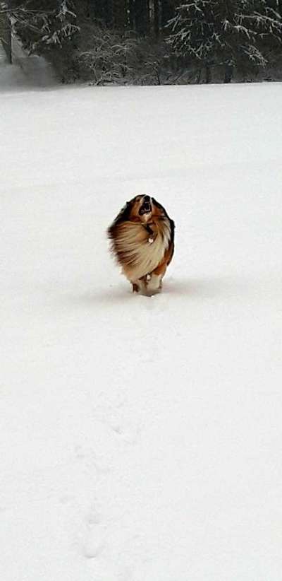 Die Dogorama Kalender Challenge Teil 2/4-Beitrag-Bild